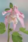 USA, Washington State, Seabeck. Dew-covered columbine flower close-up. Art Print